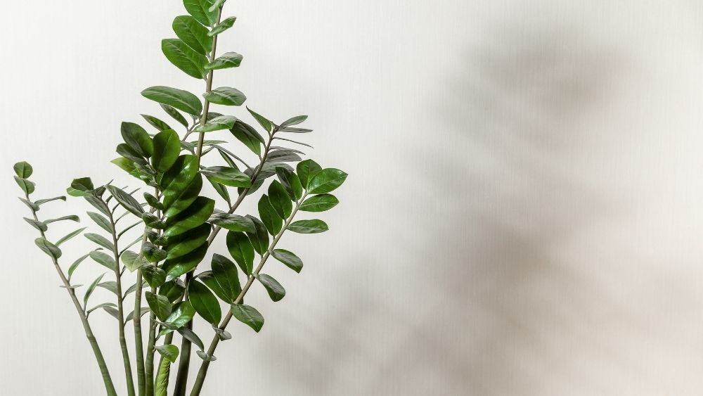Ζάμια φυτό μπάνιου με πράσινα γυαλιστερά φύλλα σε λευκό φόντο.