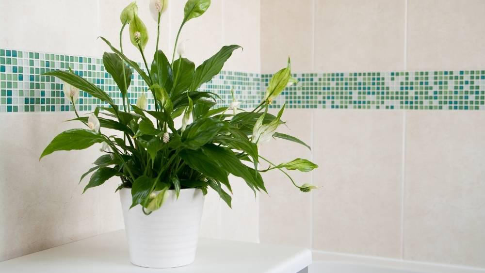 Σπαθίφυλλο φυτό σε λευκή γλάστρα σε άσπρο χώρο μπάνιου με μπλε ψηφιδωτά.